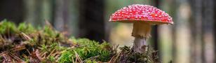 Familienausflug im Herbst