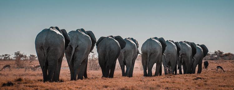 Elefantenherde in der Wüste